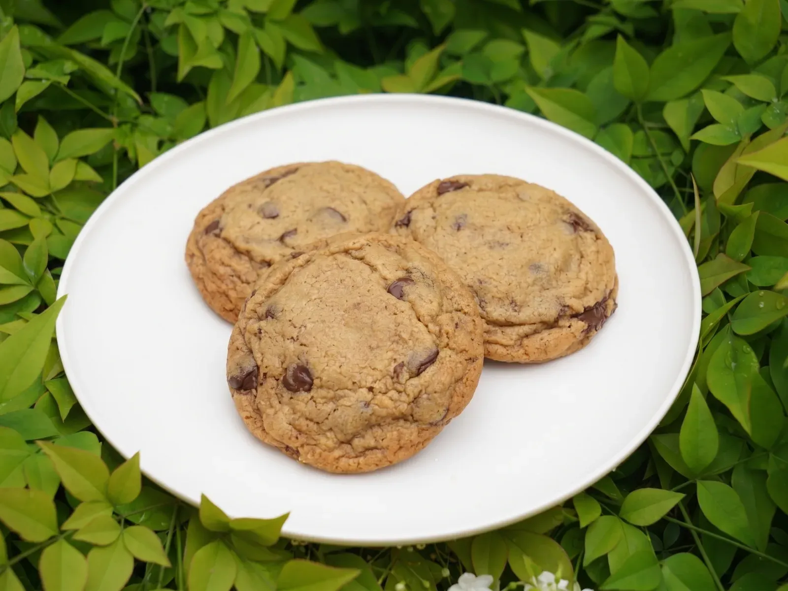 Brown Butter Chocolate Chip Cookie